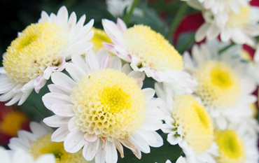 睿寂行緬懷先烈 睿寂行緬懷先烈